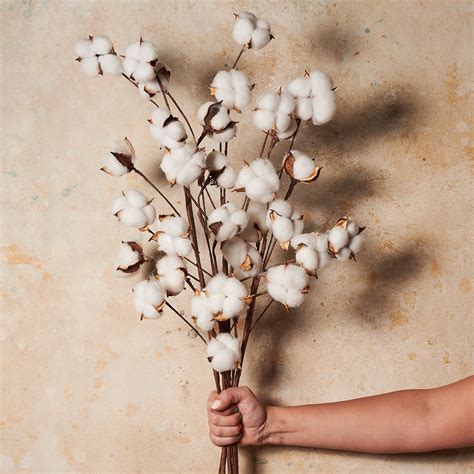 Cotton Real Touch