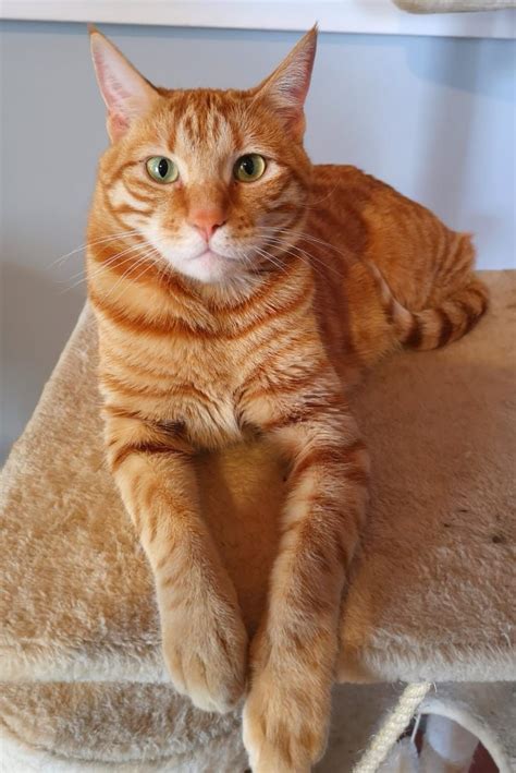 Tiger cats is there a domestic tiger cat breed – Artofit