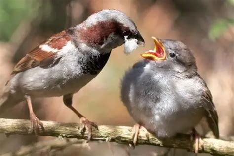 Insectivorous birds: names | Nature 2024