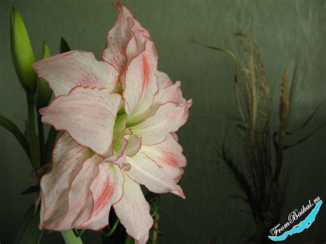 Гиппеаструм “Афродита” – Hippeastrum Aphrodite – С Байкала с любовью!