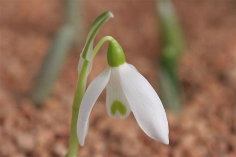 GPB – Galanthus Grow List – Gardener's Pride Botanicals