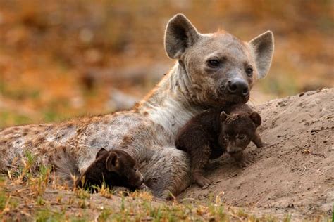 The Perils of a Female Hyena Giving Birth