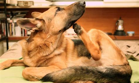 milben beim hund  hausmittel die garantiert helfen