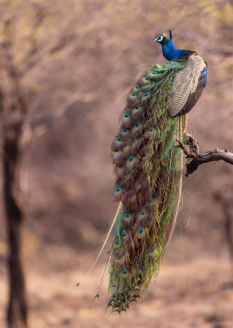 All About The Indian Peafowl | Nature inFocus