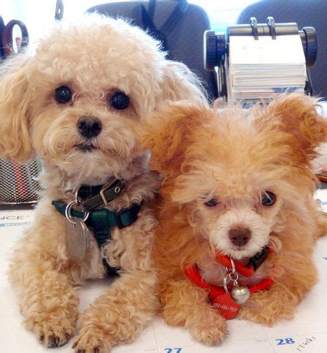 Teacup French poodle | 70+ ideas on Pinterest | poodle, cute dogs ...