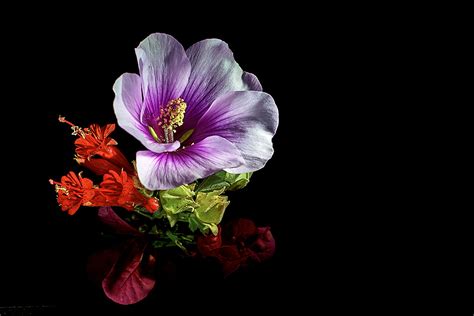 Tiny Studio for macro flower photography - Rebecca Li