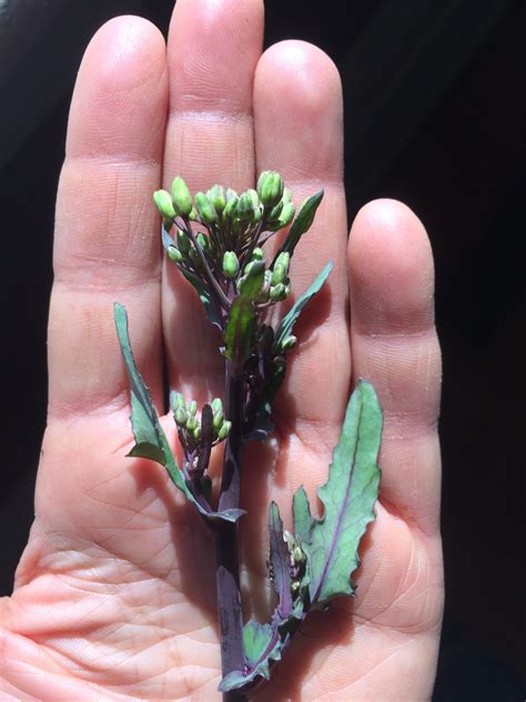 May Seed Growers Meet-up - EFAO