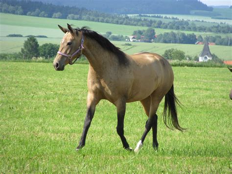 Pin on Horses: Duns/buckskins/nd1&2