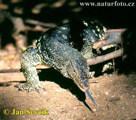 Varan skvrnitý | Naturfoto.cz