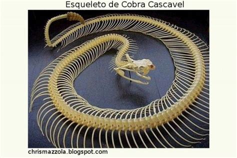 Cobra Tem Ossos? | Cobras