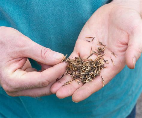 How to harvest coneflower seeds: a simple guide | Homes and Gardens