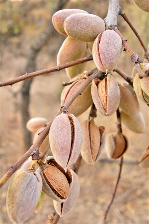 One Billion Trees - Room for nut trees? | BERL
