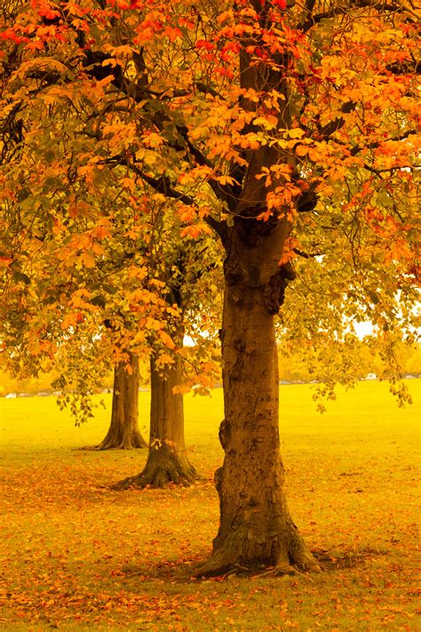 Autumn Trees In Park Free Stock Photo - Public Domain Pictures