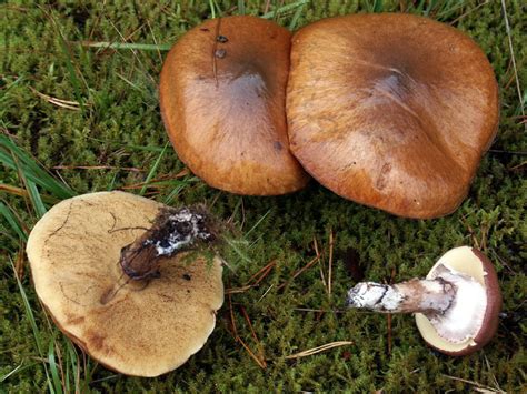 Fungus Gallery :: Suillus :: MINA1512