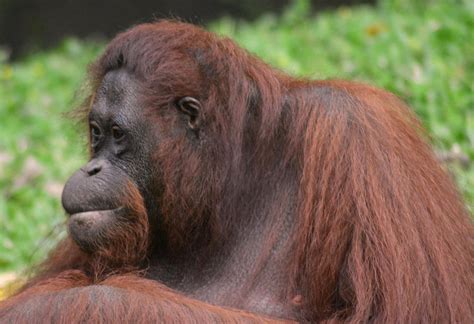Saving Sumatran Orangutans: Protecting a Critically Endangered Species