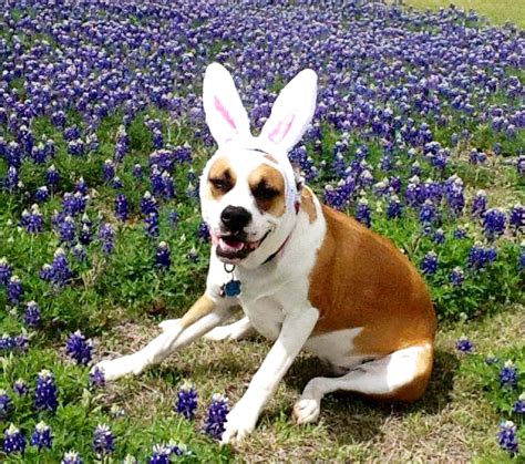 Obituaries Archive - All Paws Great & Small Pet Funeral Home & Crematory