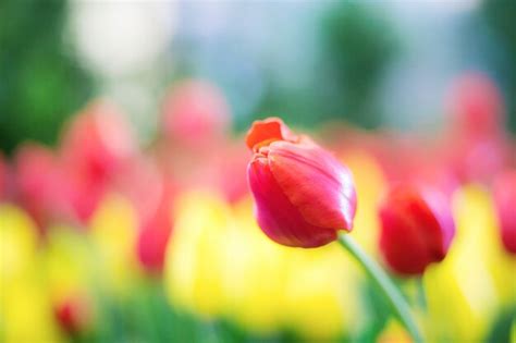 Premium Photo | Red of tulip in garden.