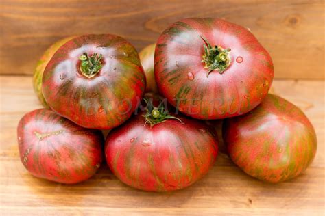 ТЕНЕССИ СУИТ Dwarf Tennessee Suited — BTomate