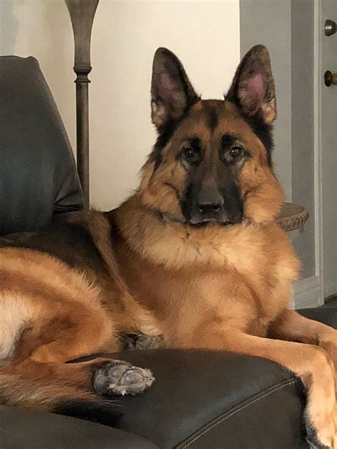 Ozzy - caught this beauty looking at me! Guard Dogs, Gsd, Best Dogs