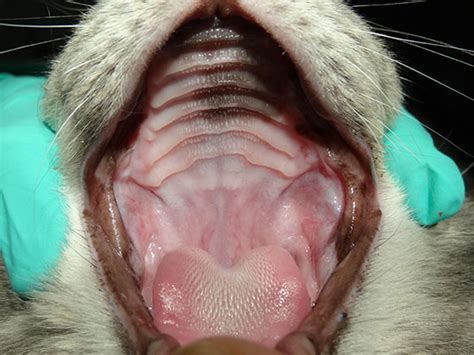 Prevent & Treat Feline Stomatitis in Cats with VDC Atlanta