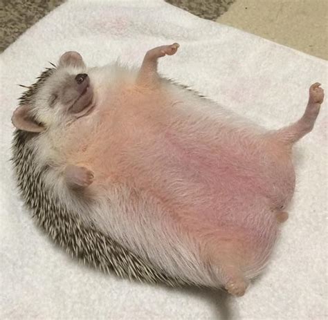 Create meme "the fat hedgehog, fat hedgehog, fatty the hedgehog ...