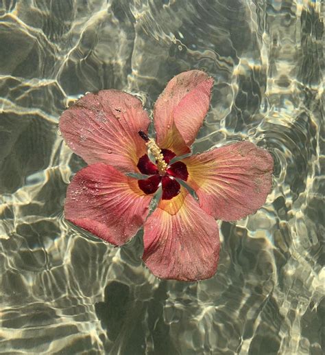 pin  ella  sunkissed flower aesthetic   flowers