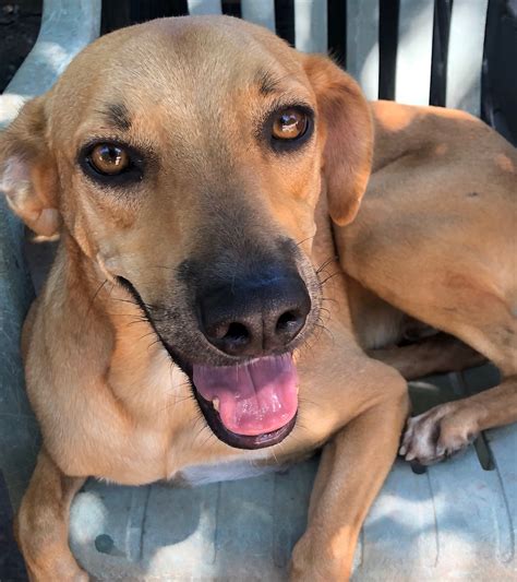 Docky - Mazatlan Animal Rescue