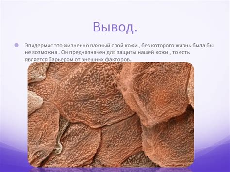 Эпидермис. Функции эпидермиса