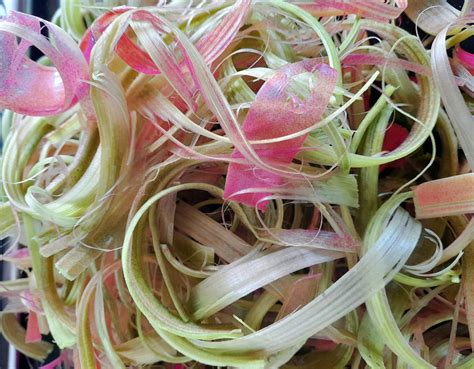 Probiotic Rhubarb Beer Recipe | Faith Canter – Living Simply