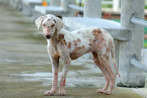 Best Leprosy Stock Photos, Pictures & Royalty-Free Images - iStock