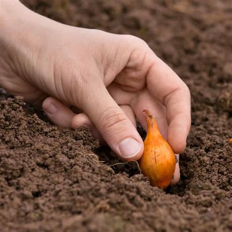 beginners guide  growing vegetables kool breeze farms