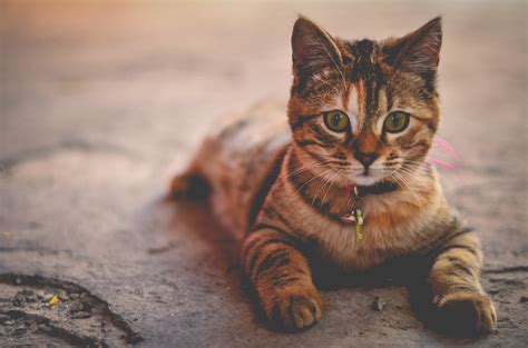 Obrázky na plochu : pruhované, fúzy, divá mačka, očné, mača, fauna ...