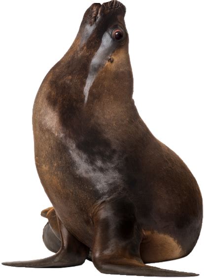 seal simon associates