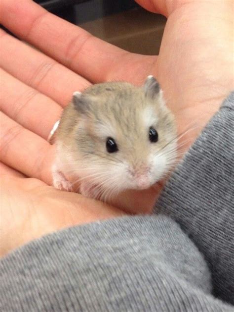 Pin på Hamsters | Babydyr, Nuttede dyr, Gnavere