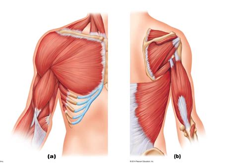 Muscles acting on arm and forearm Diagram | Quizlet