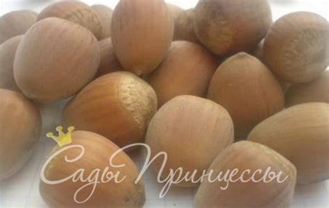 Купить саженцы Фундук Ганджа