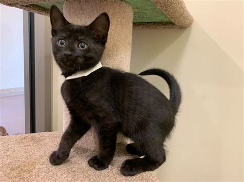 This Lynchburg humane society lynchburg va cat is very famous 24