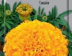Бархатцы тонколистные (30 фото): особенности сортов «Красный самоцвет ...