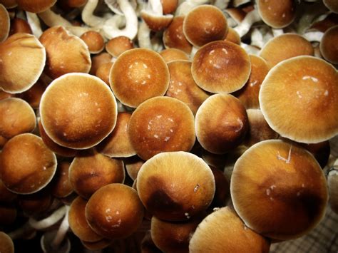 7 Far-Out Facts About Psychedelic Mushrooms - Maxim