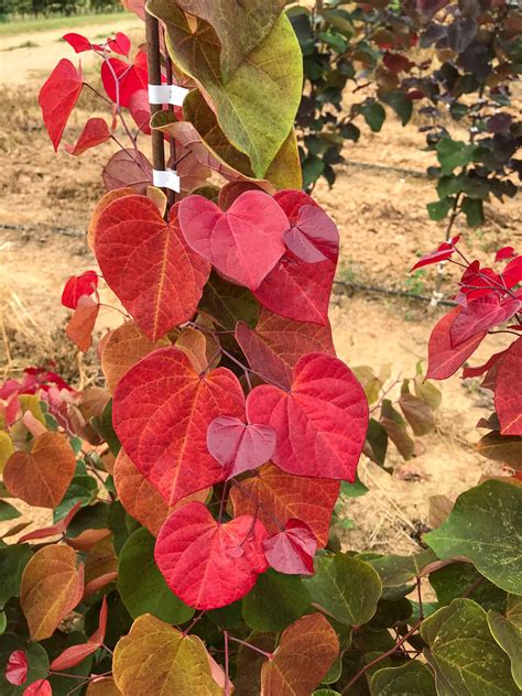 Hearts A'Fire Redbud - Shop Redbud Trees | Spring Hill – Spring Hill