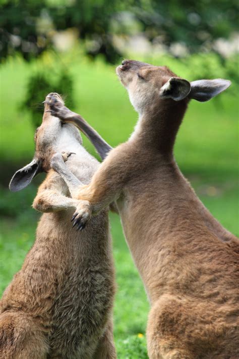 images play animal wildlife wild zoo mammal  fauna
