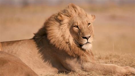 home africa geographic