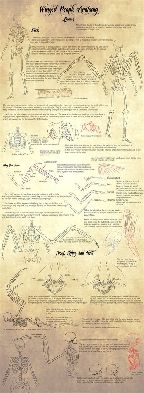 Winged People Anatomy: Bone Structure. by Blue-Hearts: | Winged people ...
