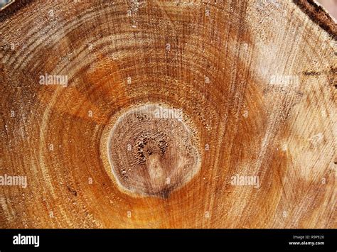 Cut of a log. Close-up texture Stock Photo - Alamy