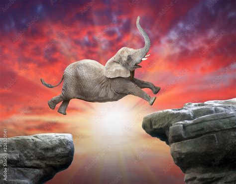 Elephant Jumping