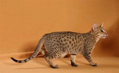 Оцикет - характер кошек, описание породы, фото, цена