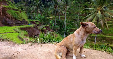 Free stock photo of bali, dog, green