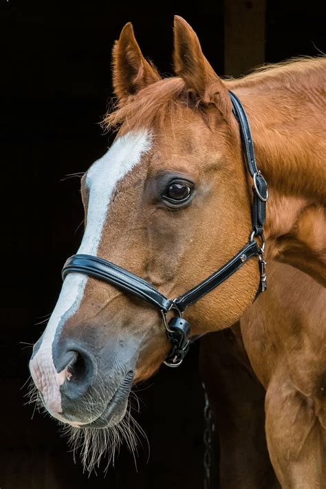 Horse Head Side