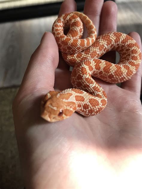 He hissed at the camera : Sneks