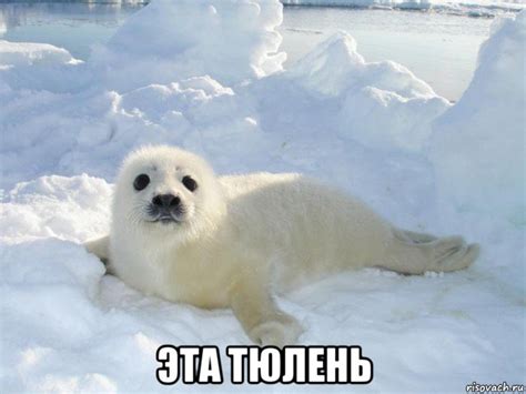 Мемы тюлень - Рисовач .Ру